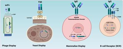 Advancements in mammalian display technology for therapeutic antibody development and beyond: current landscape, challenges, and future prospects